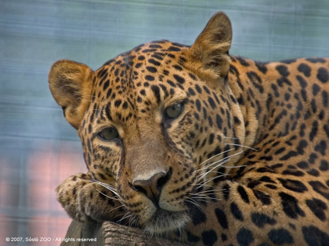 Fotos de Felinos Leopard2