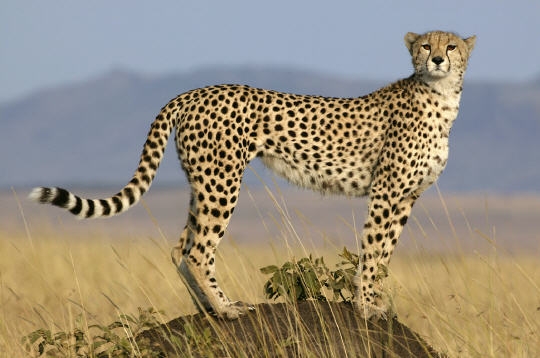 صور مميزة ورائعة للحيوانات Guepard