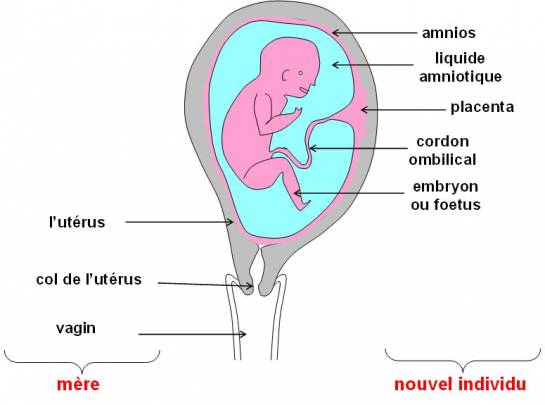 les formations apres la stade de morula Dvt_embryon-545x405