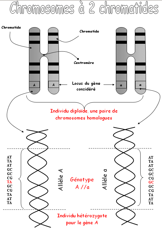 souris de 3 couleurs ou plus ? Heterozygote