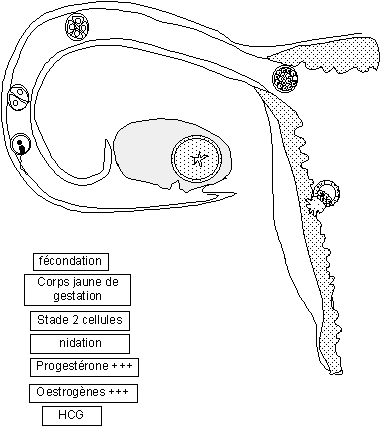 les formations apres la stade de morula Repro5