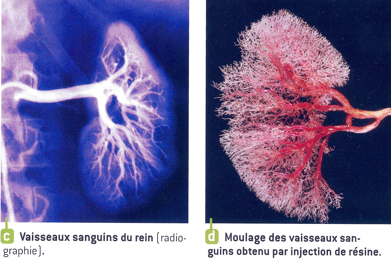 végétation et résine Vaisseaux-sanguins-du-rein