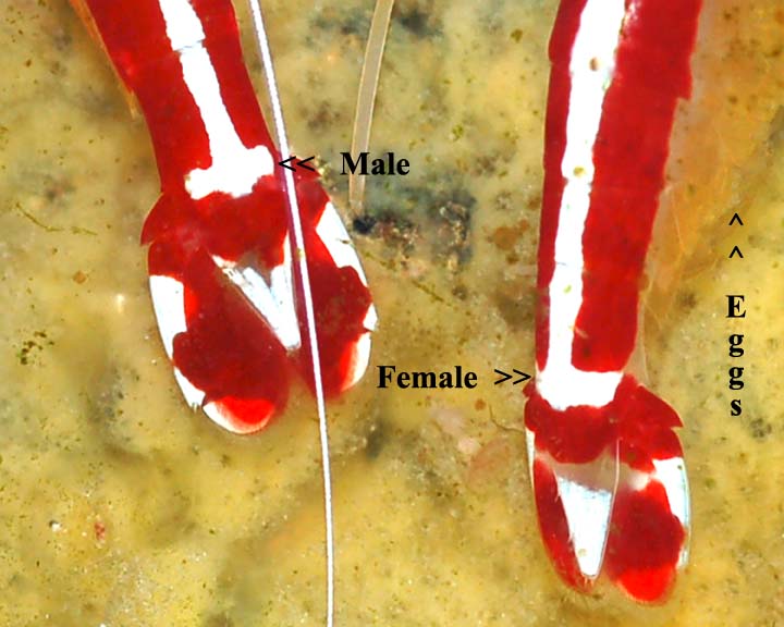 Lysmata Amboinensis (Cleaner Shrimp) Cleaner_shrimp_tails_web