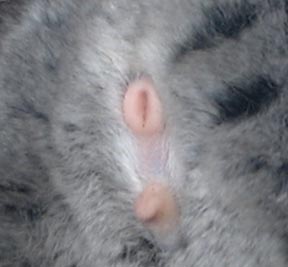 Le sexe de mon chinchilla Privateboy