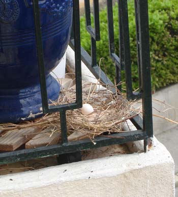 Un nid au balcon Tourterelle_02