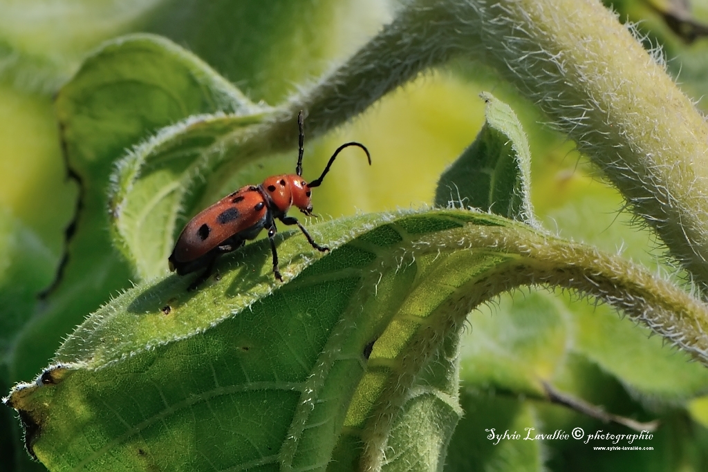 bestiole (macrographie ) Dsc_2093-2-1024-s