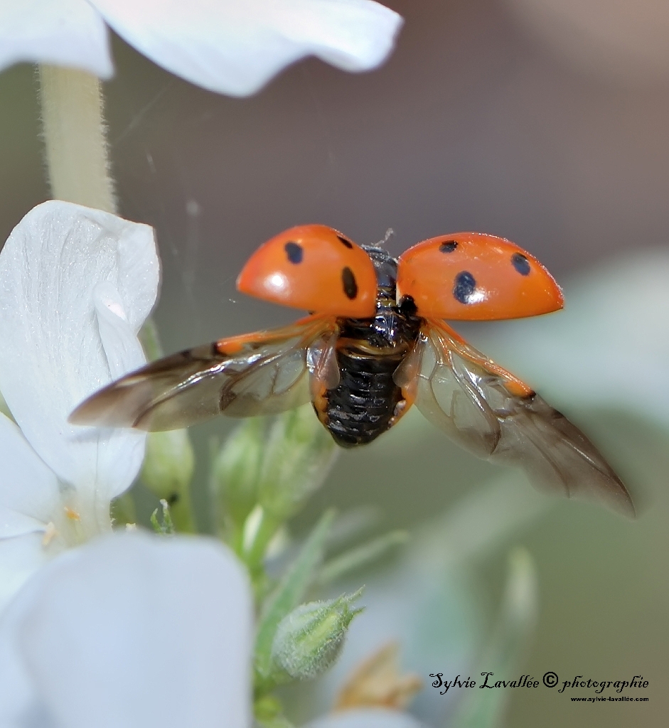 Coccinelle au décollage Dsc_4408-2-1024-s