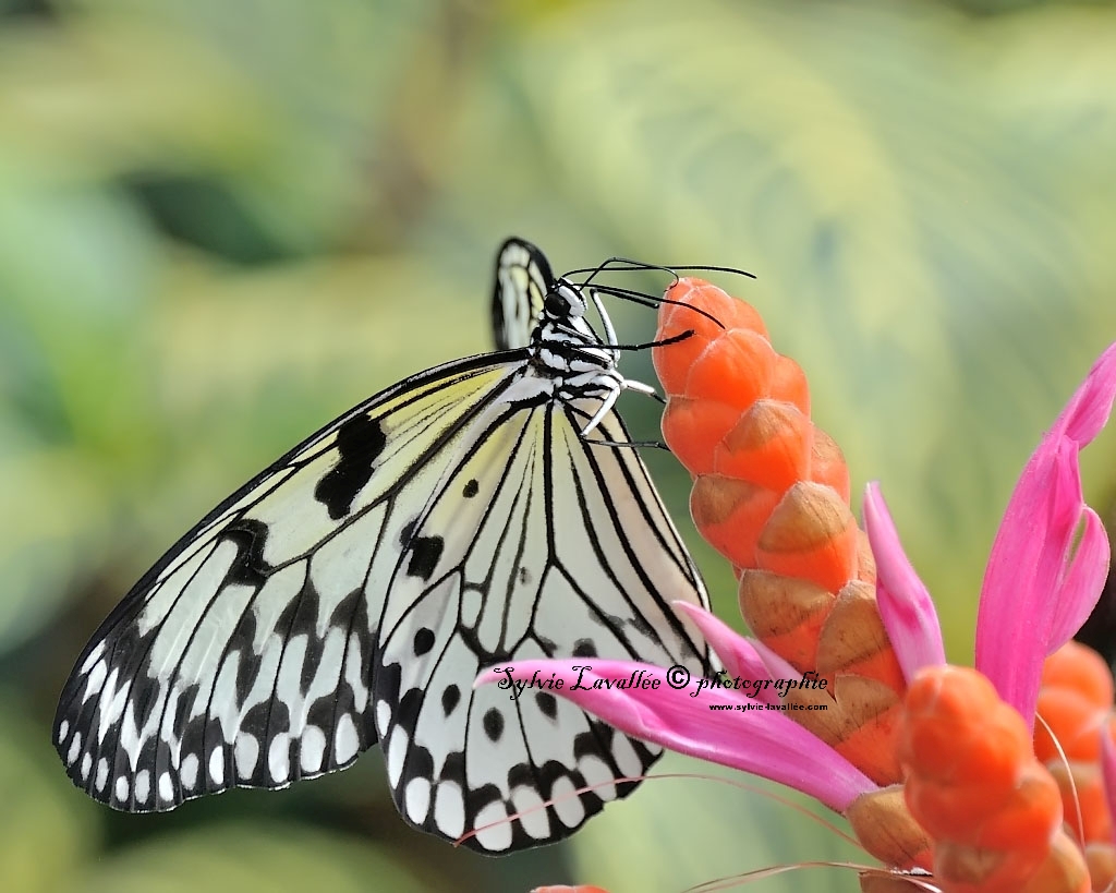 Papillons en liberté (J.B.) 2014 Dsc_3292-2-1024-s