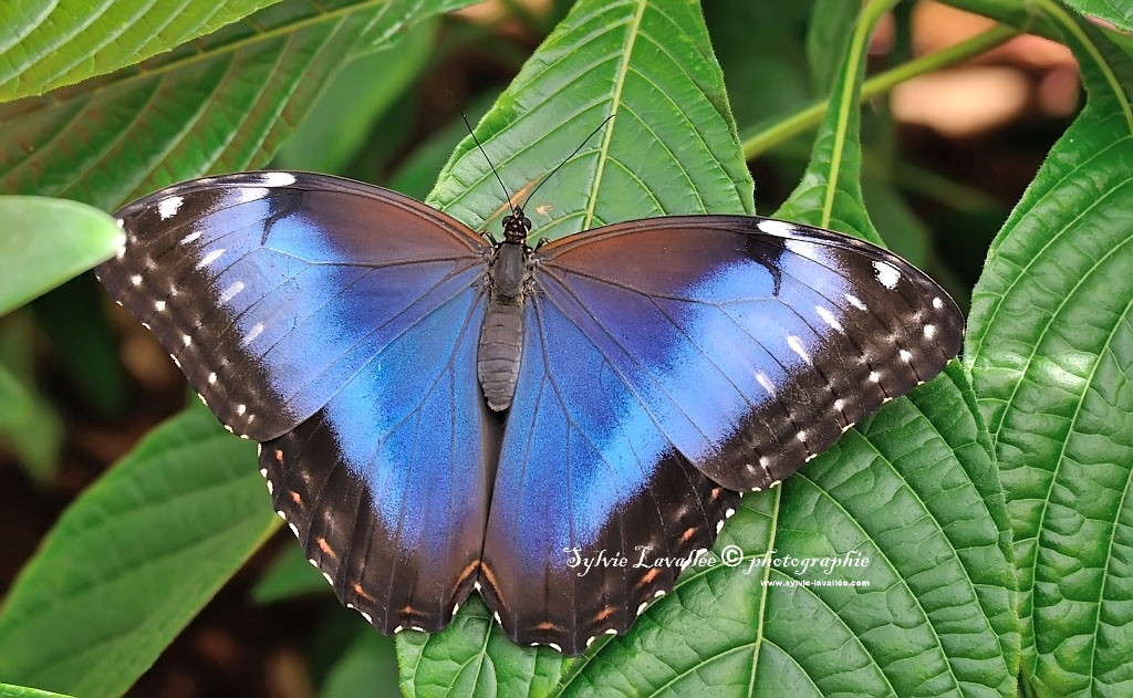 Papillons en liberté (J.B.) 2014 Dsc_3491-2-1024-s