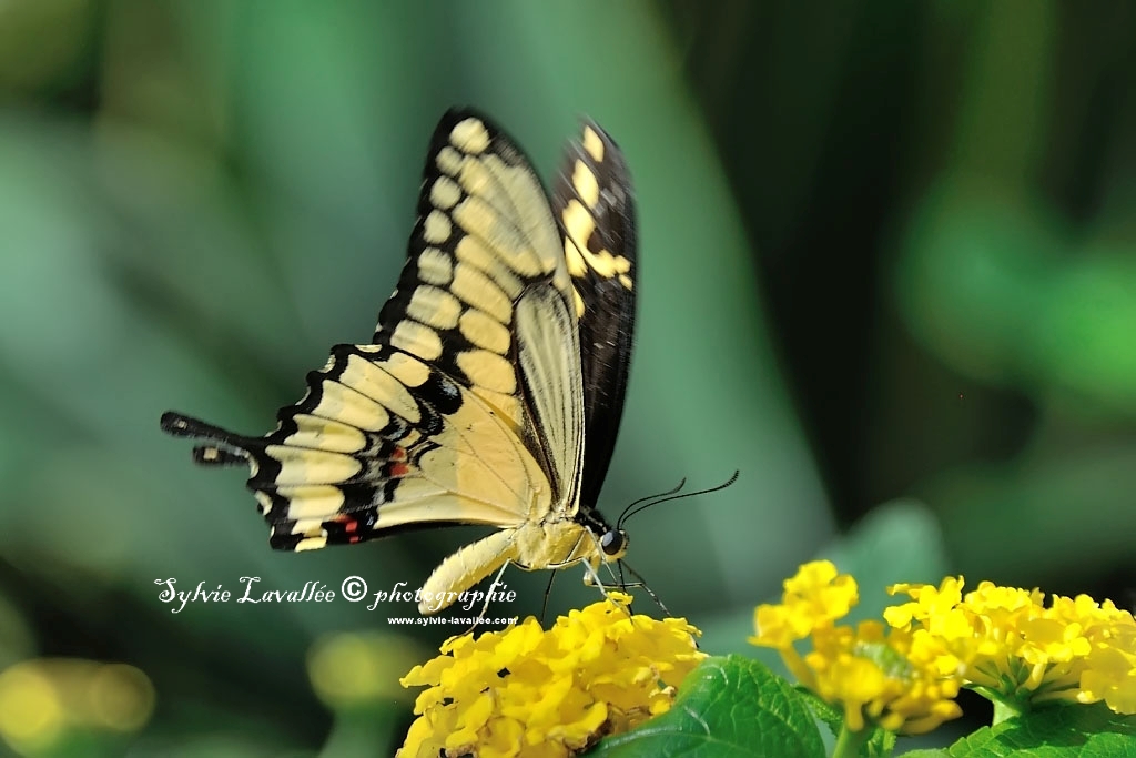 Papillons en liberté (J.B.) 2014 Dsc_3812-2-1024-s