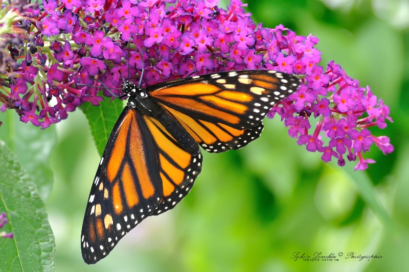 Monarch Dsc_5690-2w-800-s