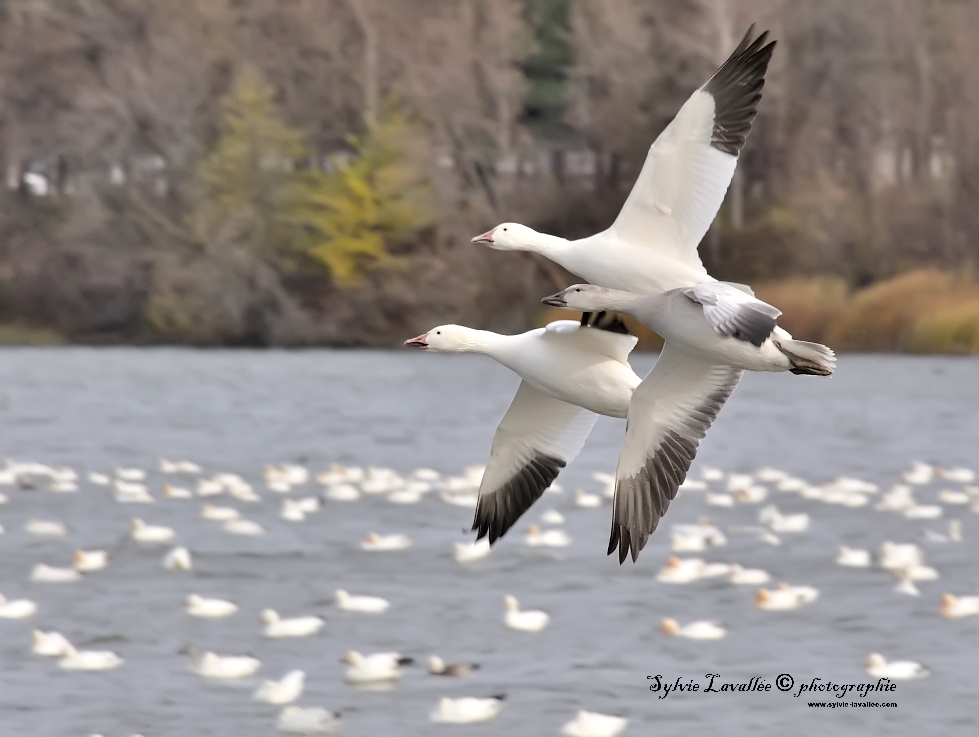 Oies des neiges Dsc_6996-2-1024-s