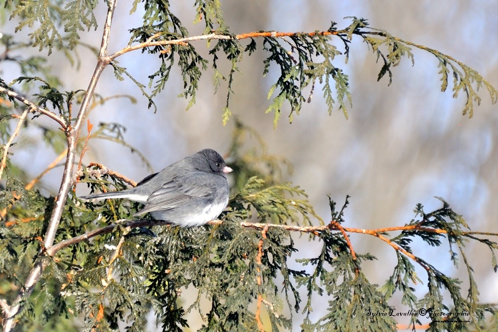 Junco Ardoisé Dsc_0134-2-1024-s