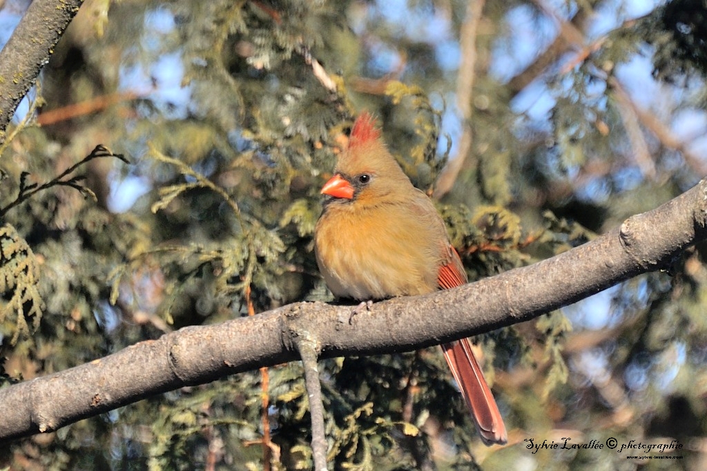 Cardinal (femelle) Dsc_0233-2-1024-s