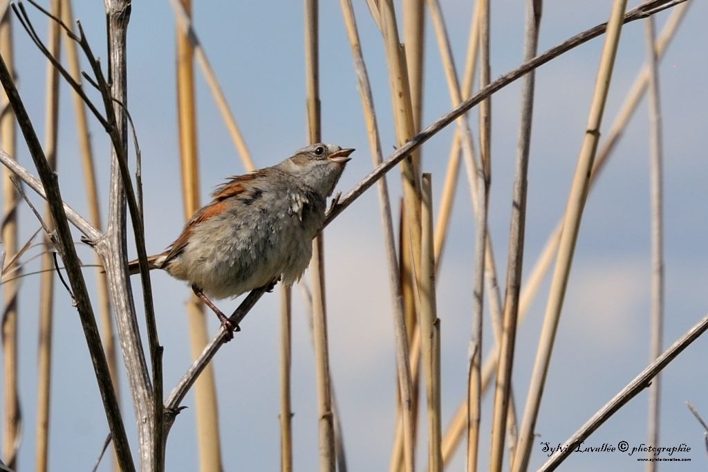 Bruant des marais Dsc_0283-2-1024-s