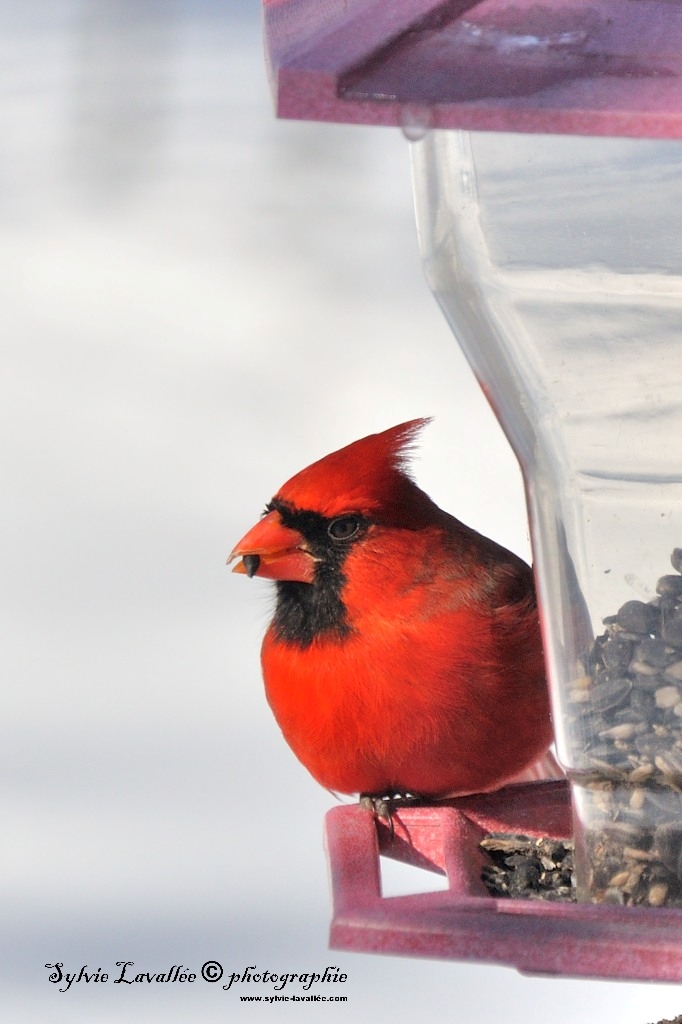 Cardinal Dsc_0507-2-1024-s