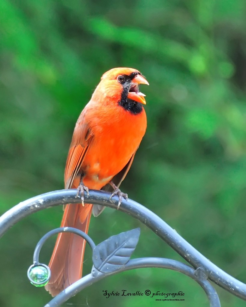 Cardinal rouge Dsc_0902-2-1024-s