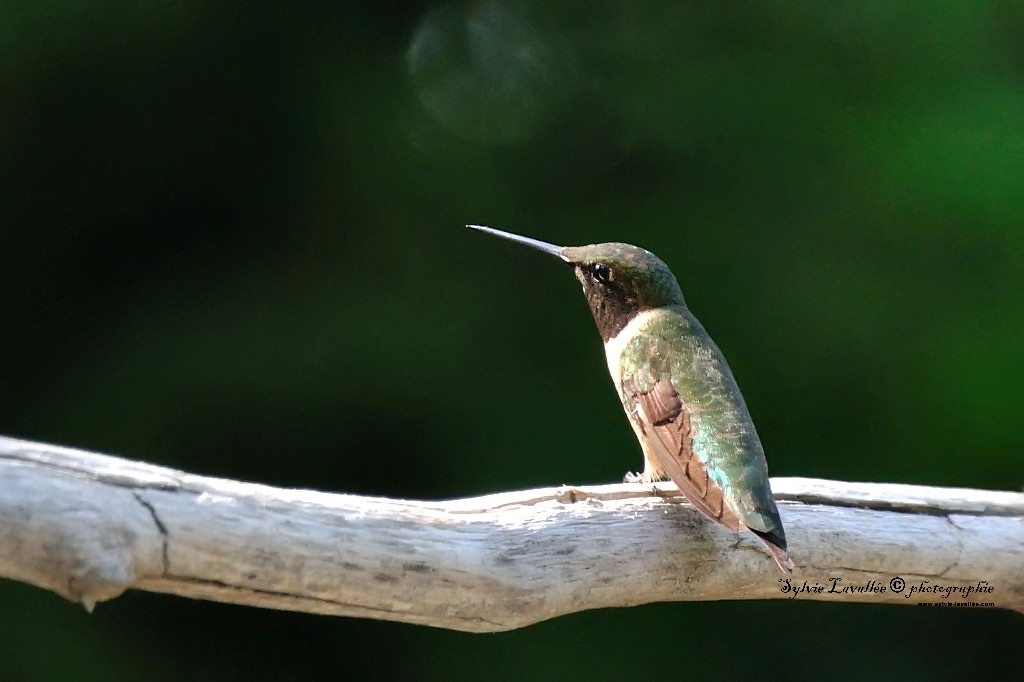 Colibri à gorge rubis (Mâle) Dsc_0964-2-1024-s