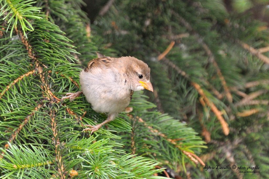 Moineau domestique (femelle) Dsc_0997-2-1024-s