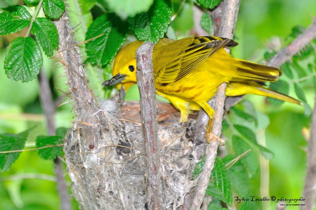 Nid Paruline Jaune Dsc_1152-2-1024-s