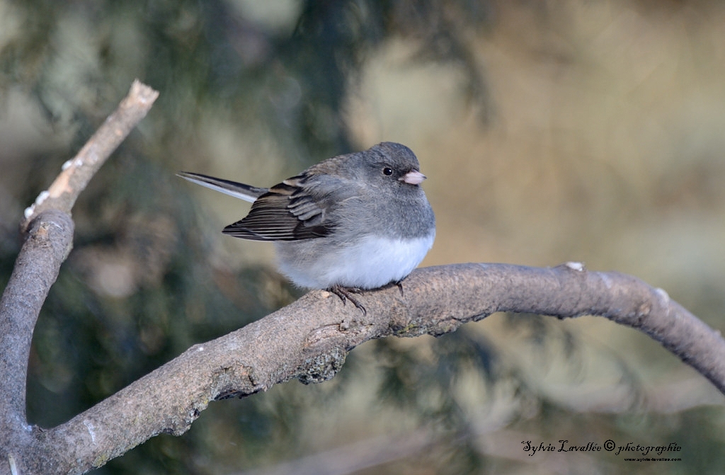 Junco ardoisé Dsc_1618-2-1024-s