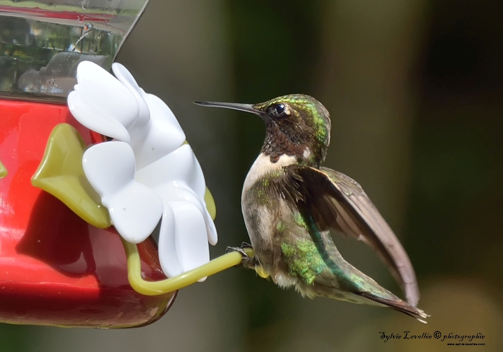 Colibri à gorge rubis Dsc_1678-2-1024-s