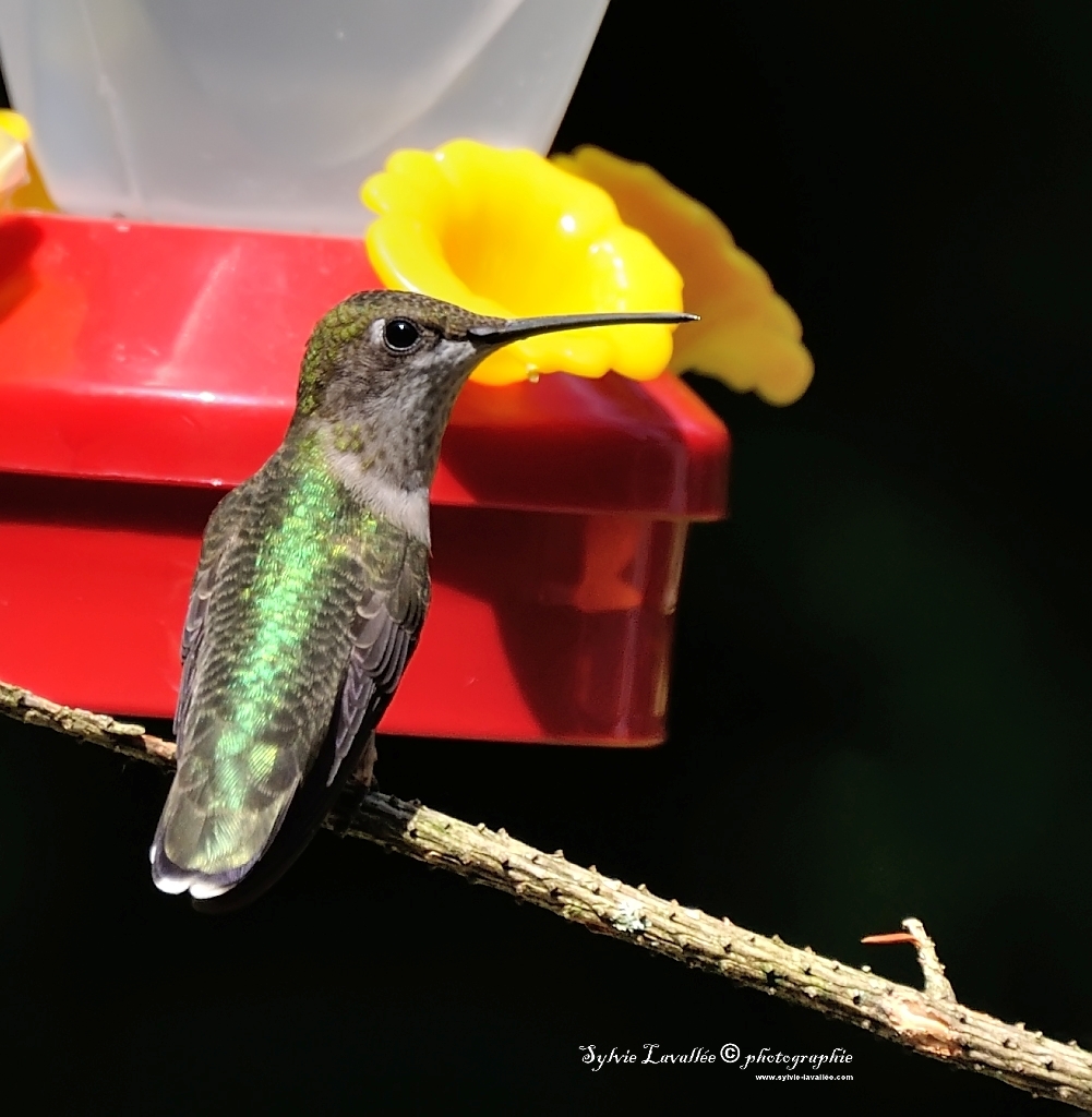 Colibri sur la perche.. Dsc_2650-2-1024-s