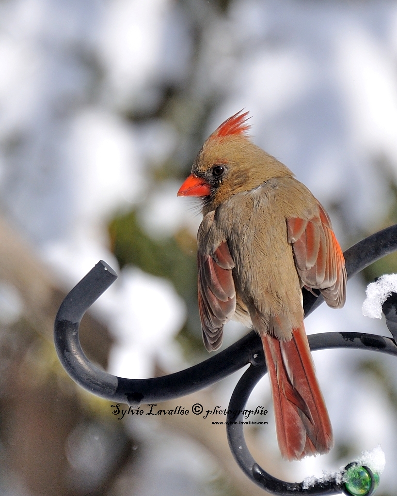 Cardinal (femelle) Dsc_4918-2-1024-s