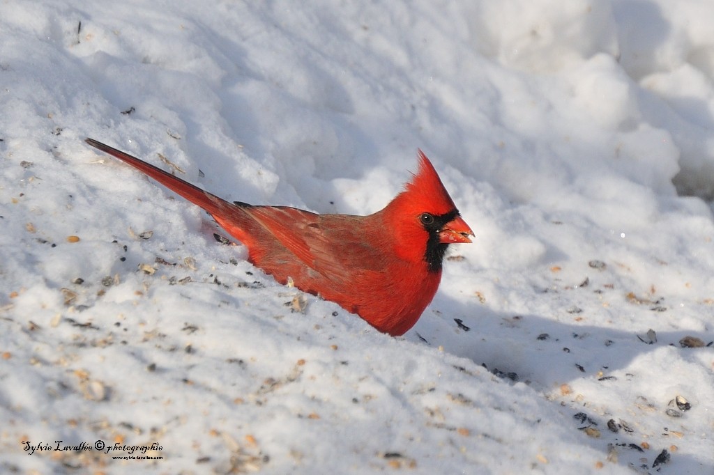 Oiseaux et la neige Dsc_6078-2-1024-s