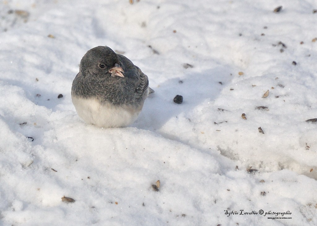 Oiseaux et la neige Dsc_6093-2-1024-s