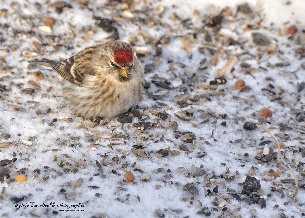 Oiseaux et la neige Dsc_6102-2-1024-s