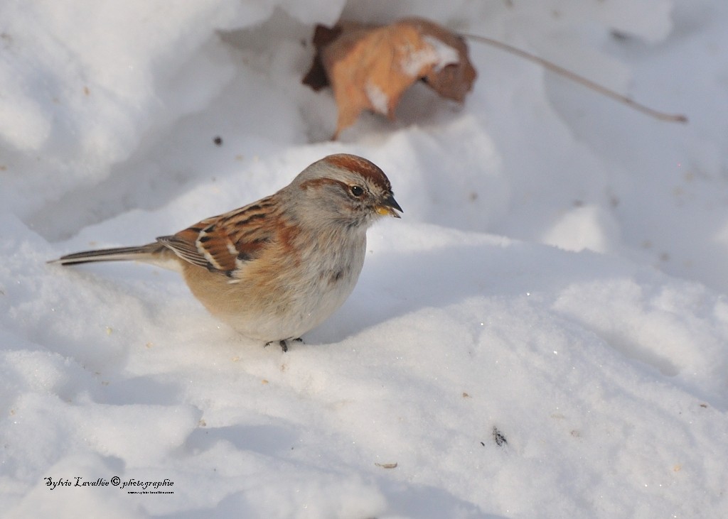 Oiseaux et la neige Dsc_6104-2-1024-s