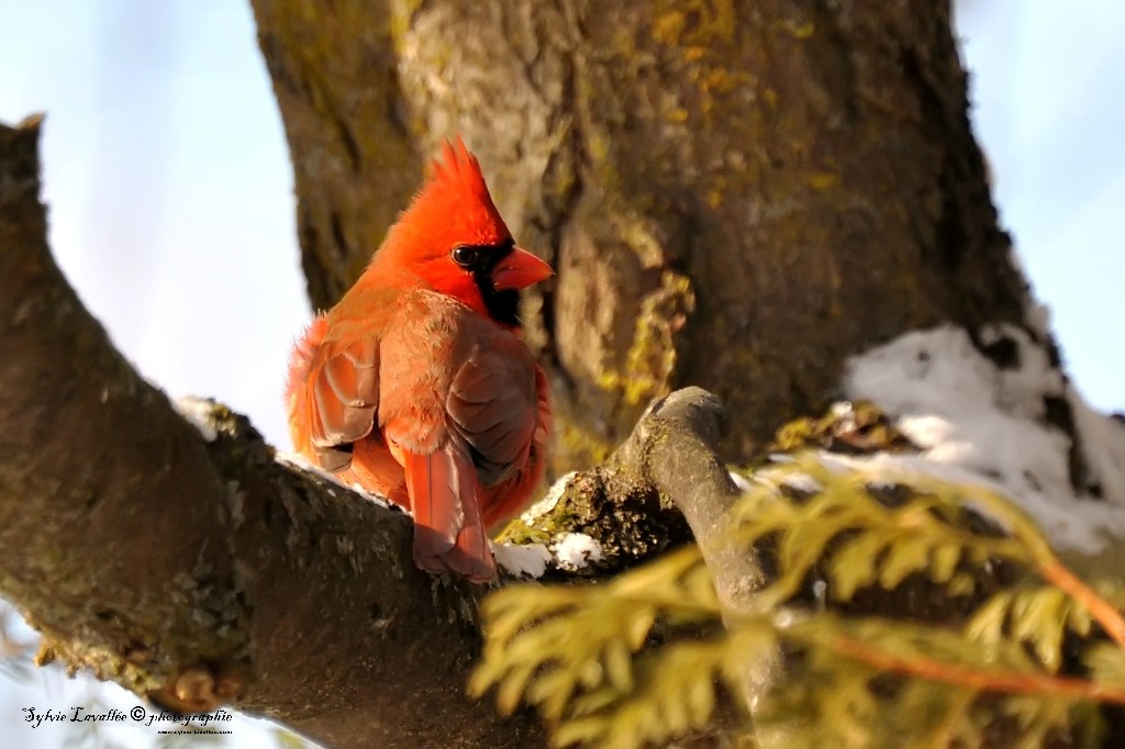 Mésange et cardainal rouge Dsc_6437-2-1024-s