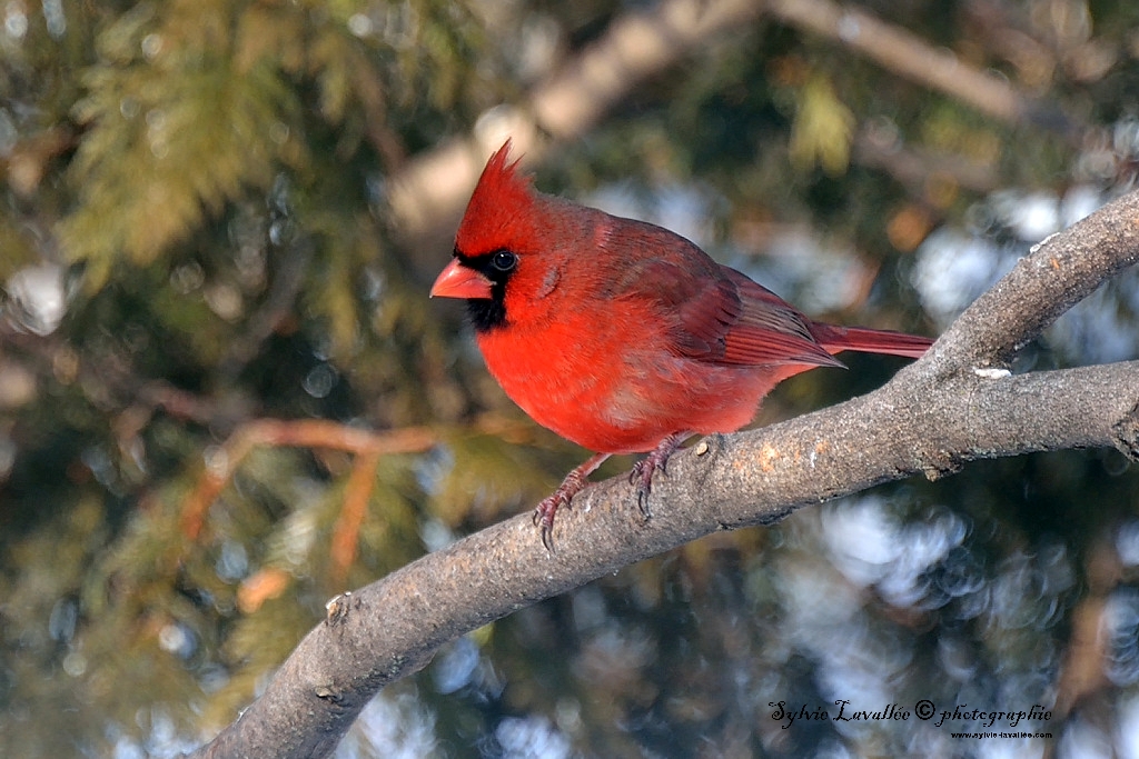 Cardinal rouge Dsc_6618-2-1024-s