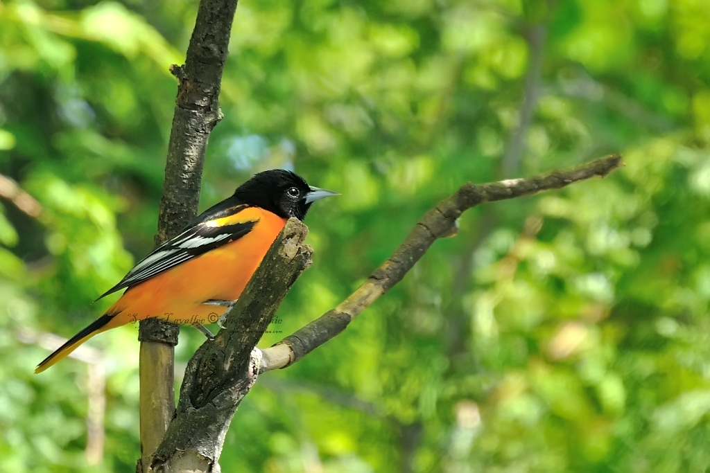 Oriole Baltimore Dsc_7060-2-1024-s