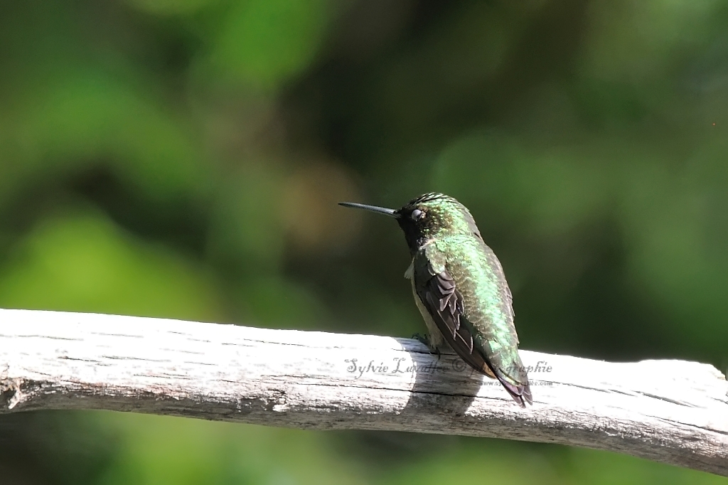 Colibri à gorge rubis Dsc_7114-2-1024-s