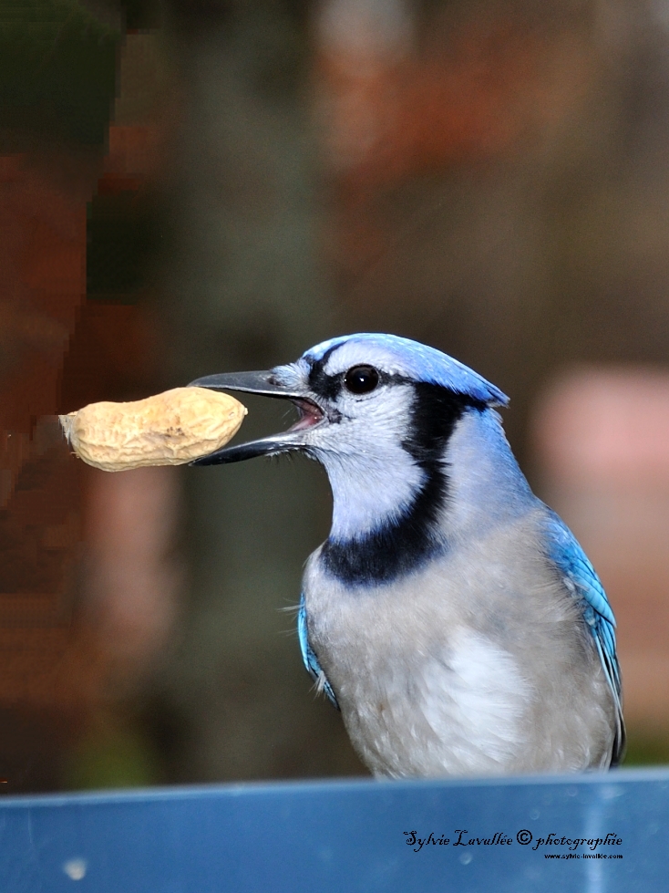 On touche pas à ma peanut.. Dsc_7136-2-1024-s