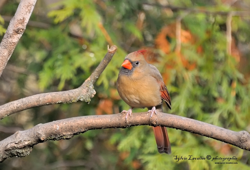 Cardinal (femelle) Dsc_7251-2-1024-s