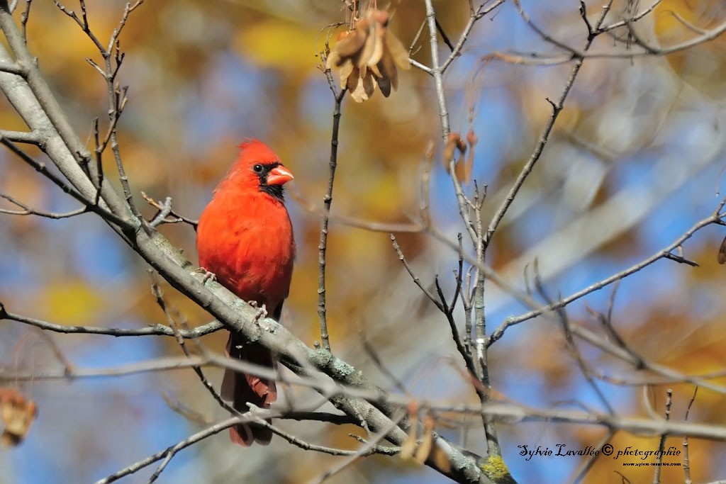 Cardinal rouge Dsc_7324-2-1024-s