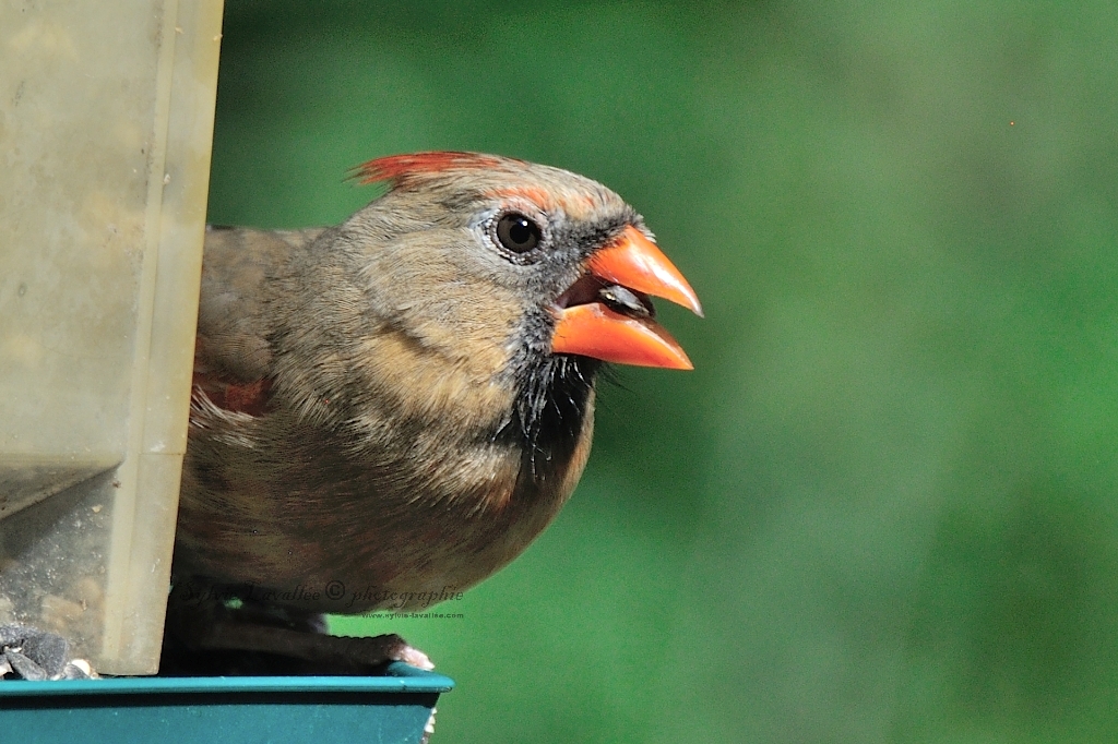 portrait Cardinal Femelle Dsc_8176-2-1024-s