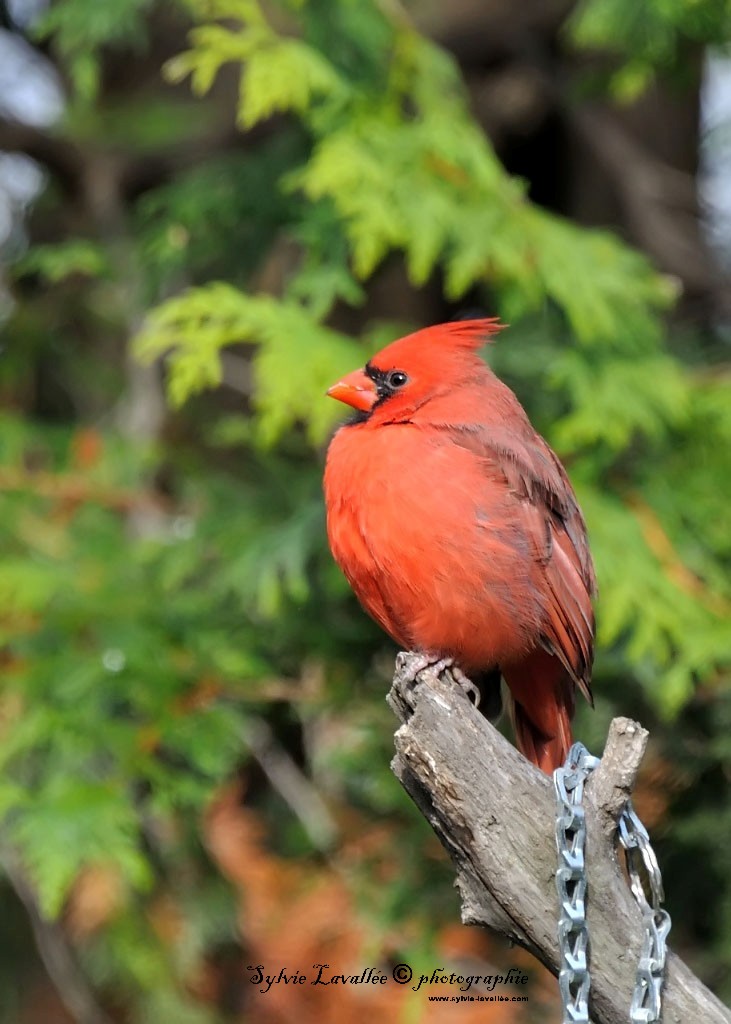 Cardinal rouge Dsc_8290-2-1024-s