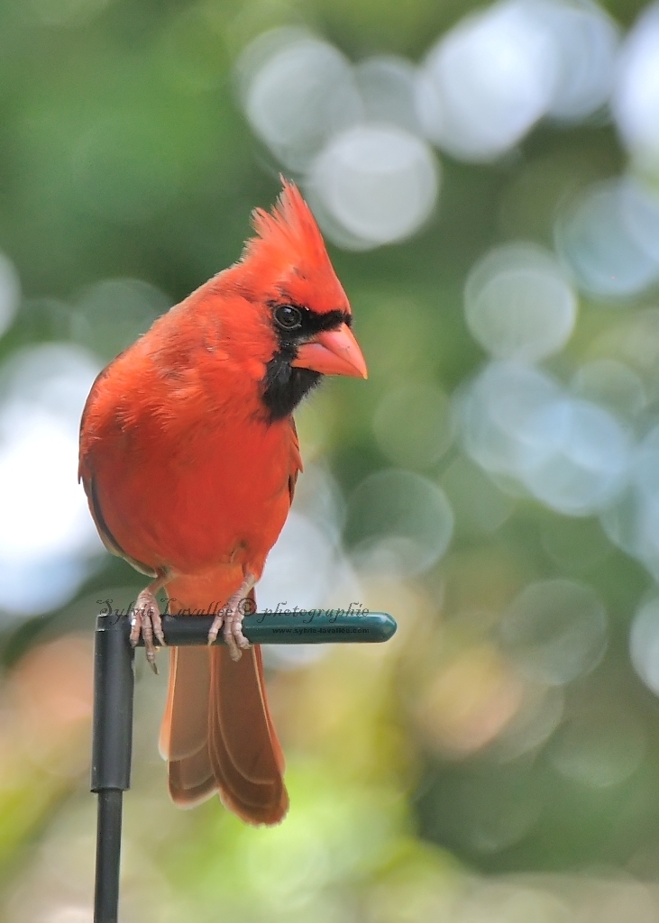 Cardinal rouge Dsc_8404-2-1024-s