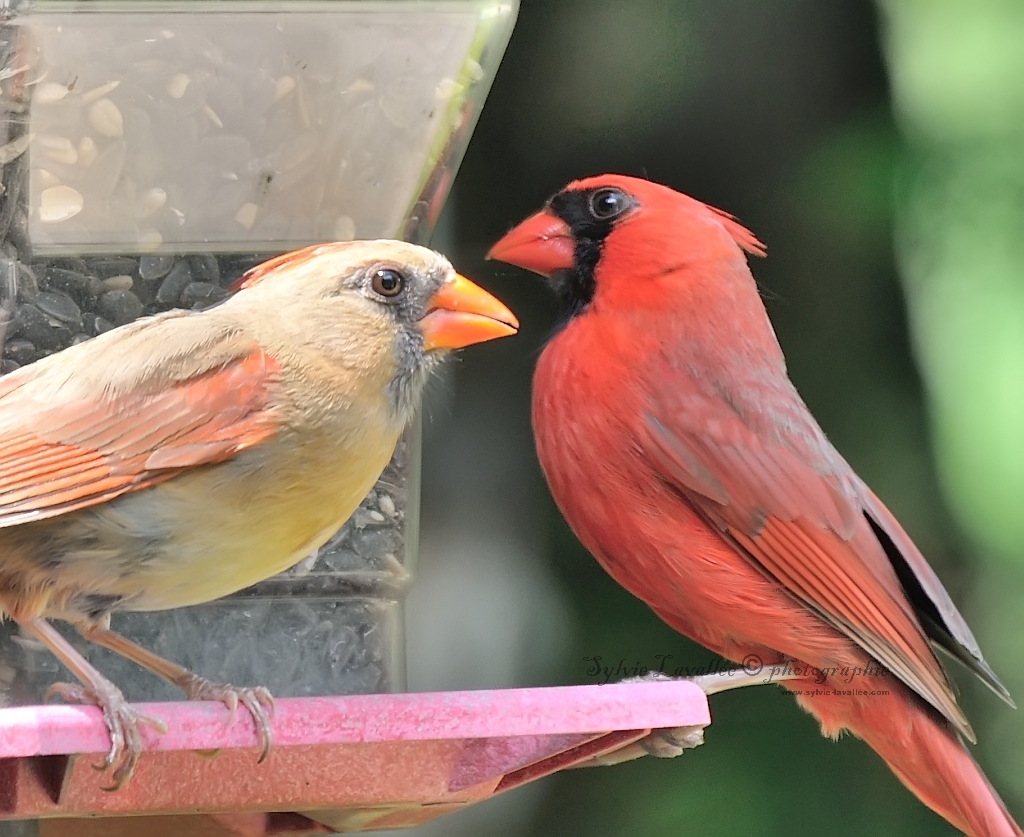 Couple Cardinaux Dsc_8567-2-1024-s