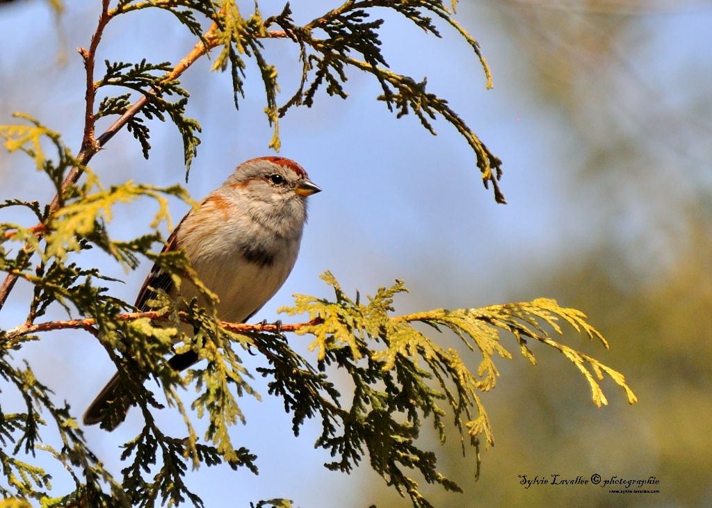 Bruant Dsc_8758-2-1024-s