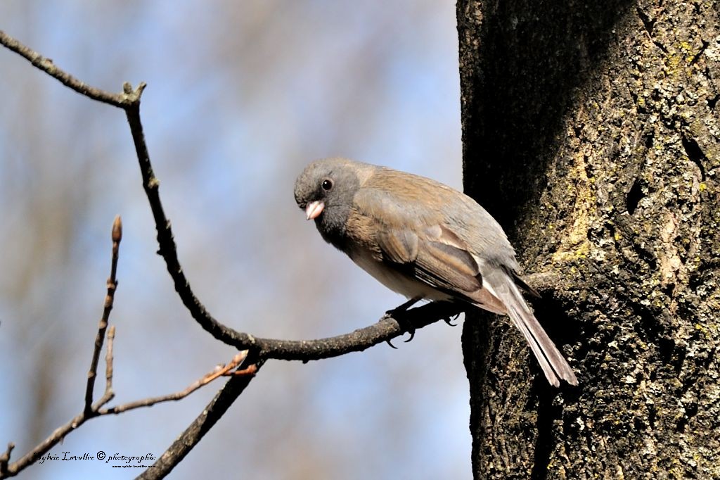 Junco Ardoisé Dsc_9034-2-1024-s