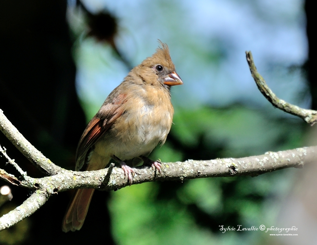 Cardinal (juvénile) Dsc_9749-2-1024-s