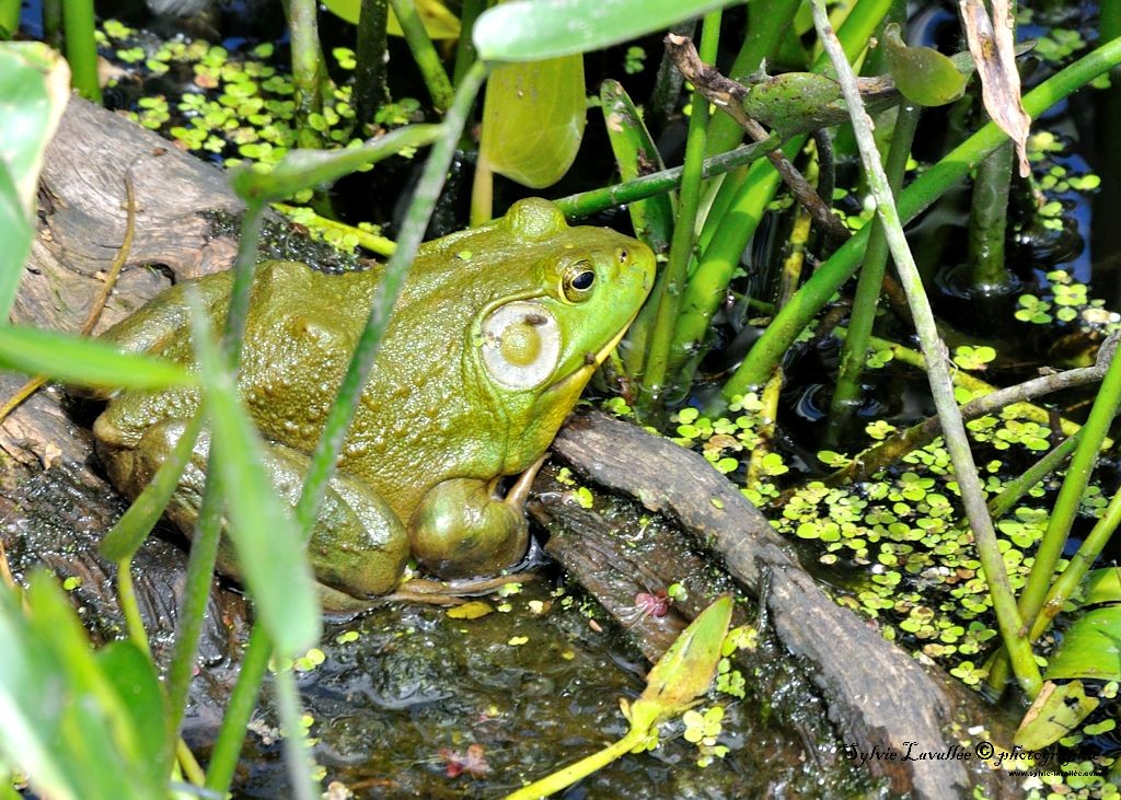 C'est pas une grenouille Dsc_1377-2-1024-s