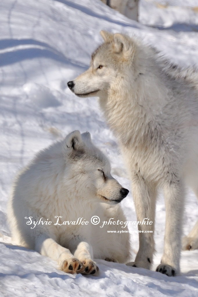 Loup artic Dsc_2895-2-1024-s