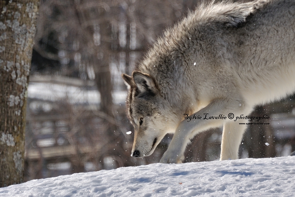 Loup gris (Parc Oméga) Dsc_3022-2-1024-s