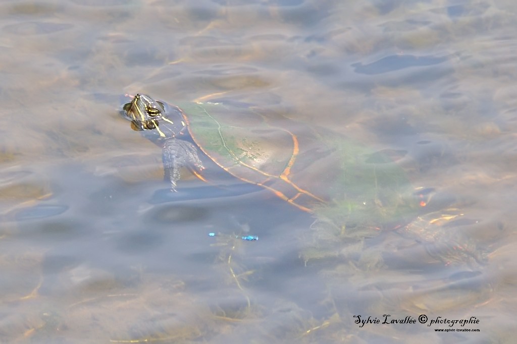 Tortue Dsc_3085-2-1024-s